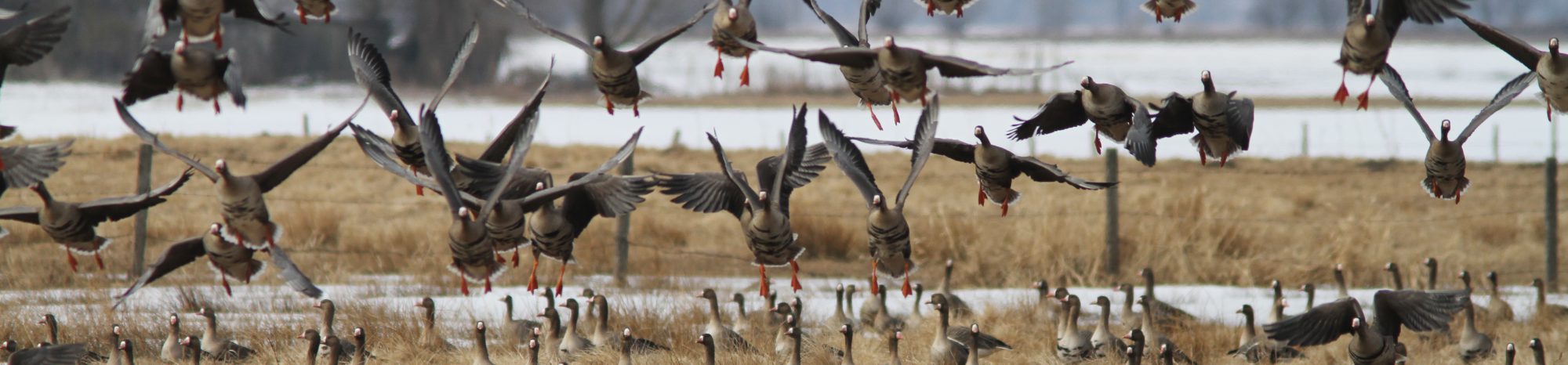 Geese conference