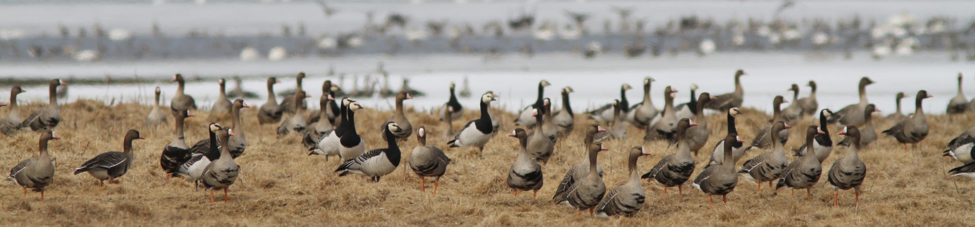 Geese conference